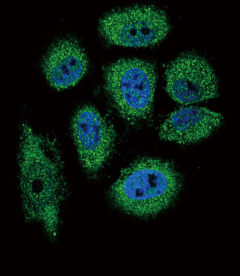RNASE3 Antibody - Confocal immunofluorescence of RNASE3 Antibody with NCI-H460 cell followed by Alexa Fluor 488-conjugated goat anti-rabbit lgG (green). DAPI was used to stain the cell nuclear (blue).