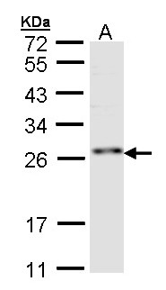 RNF114 / ZNF313 Antibody - Sample (30 ug of whole cell lysate). A: Hep G2 . 12 % SDS PAGE. RNF114 antibody diluted at 1:1000