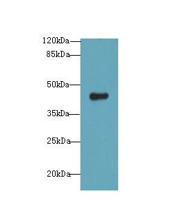 RNF128 / GRAIL Antibody - Western blot. All lanes: RNF128 antibody at 12 ug/ml+Mos- liver tissue Goat polyclonal to rabbit at 1:10000 dilution. Predicted band size: 47 kDa. Observed band size: 47 kDa.