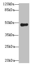 RNF128 / GRAIL Antibody - Western blot All lanes: RNF128 antibody at 12µg/ml + Mouse liver tissue Secondary Goat polyclonal to rabbit IgG at 1/10000 dilution Predicted band size: 47, 45 kDa Observed band size: 47 kDa
