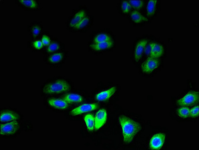 RNF128 / GRAIL Antibody - Immunofluorescent analysis of HepG2 cells using RNF128 Antibody at dilution of 1:100 and Alexa Fluor 488-congugated AffiniPure Goat Anti-Rabbit IgG(H+L)