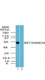 RNF174 / MARCH4 Antibody - Western blot of human RNF174 in Jurkat cell lysate in the 1) absence and 2) presence of immunizing peptide using antibody at 0.5 ug/ml.