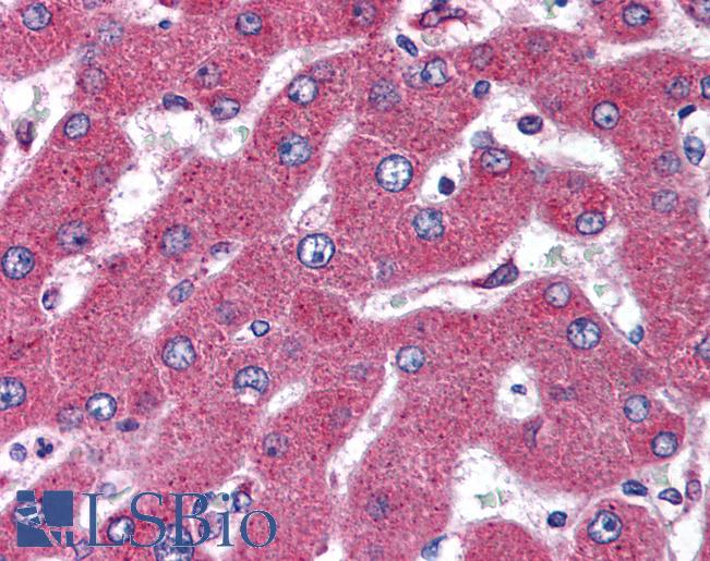 RNF174 / MARCH4 Antibody - Anti-MARCH4 antibody IHC of human liver. Immunohistochemistry of formalin-fixed, paraffin-embedded tissue after heat-induced antigen retrieval. Antibody concentration 5 ug/ml.
