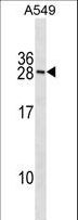 RNF182 Antibody - RNF182 Antibody western blot of A549 cell line lysates (35 ug/lane). The RNF182 antibody detected the RNF182 protein (arrow).