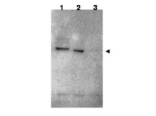 RNF25 Antibody - Anti-RNF25 Antibody - Western Blot. Western blot of affinity purified anti-RNF25 antibody shows detection of RNF25 (arrow head) in HEK293 cells over-expressing human RNF25 (lane 1) or mouse RNF25 (lane 2). Lane 1 is a vector only control. The extracts were loaded onto a gel, followed by electrophoresis and transfer to nitrocellulose. The membrane was probed with the primary antibody diluted to 1:1000. Personal Communication, Allan Weissman, CCR-NCI, Bethesda, MD.