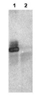 RNF25 Antibody - Anti-RNF25 Antibody - Immunoprecipitation. 1 ug of  affinity purified anti-RNF25 was used in immunoprecipitation of 20 ug HEK293 cell lysate over-expressing HA-tagged human RNF25 (lane 1) or vector only control (lane 2). The precipitated complex was loaded onto a gel, followed by electrophoresis and transfer to nitrocellulose. The membrane was probed with anti-HA tag antibody. Personal Communication, Allan Weissman, CCR-NCI, Bethesda, MD.