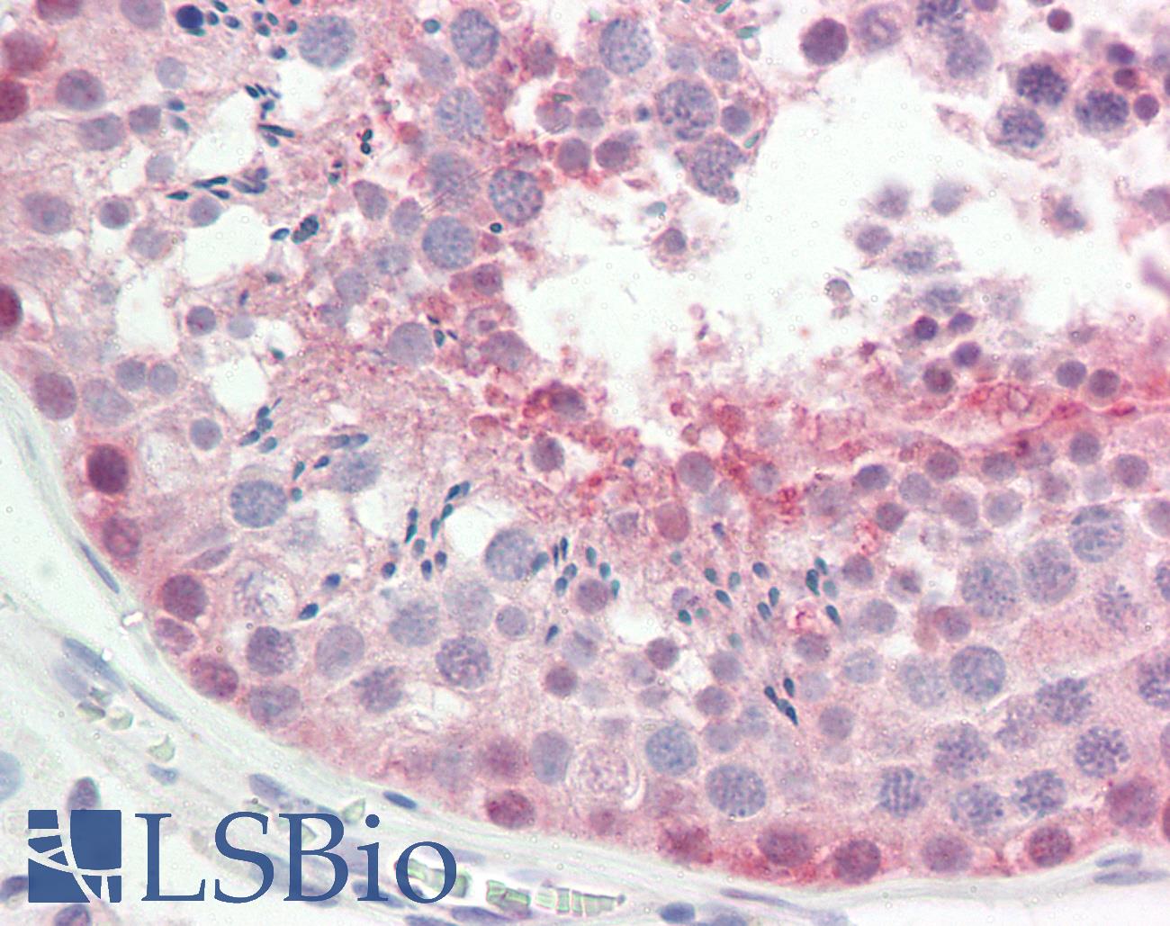 ROPN1L Antibody - Anti-ROPN1L antibody IHC staining of human testis. Immunohistochemistry of formalin-fixed, paraffin-embedded tissue after heat-induced antigen retrieval.