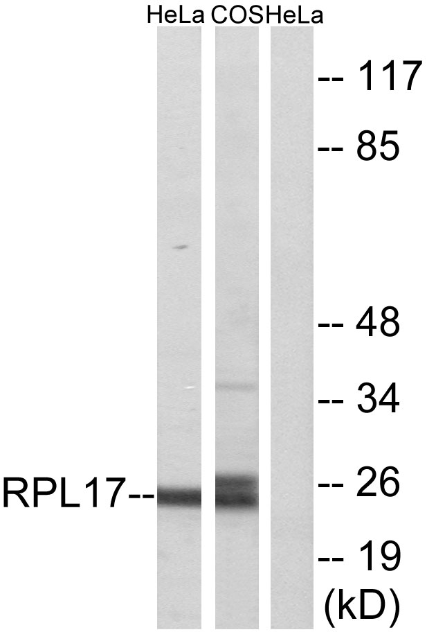 RPL17 / Ribosomal Protein L17 Antibody - Western blot analysis of lysates from HeLa and COS7 cells, using RPL17 Antibody. The lane on the right is blocked with the synthesized peptide.