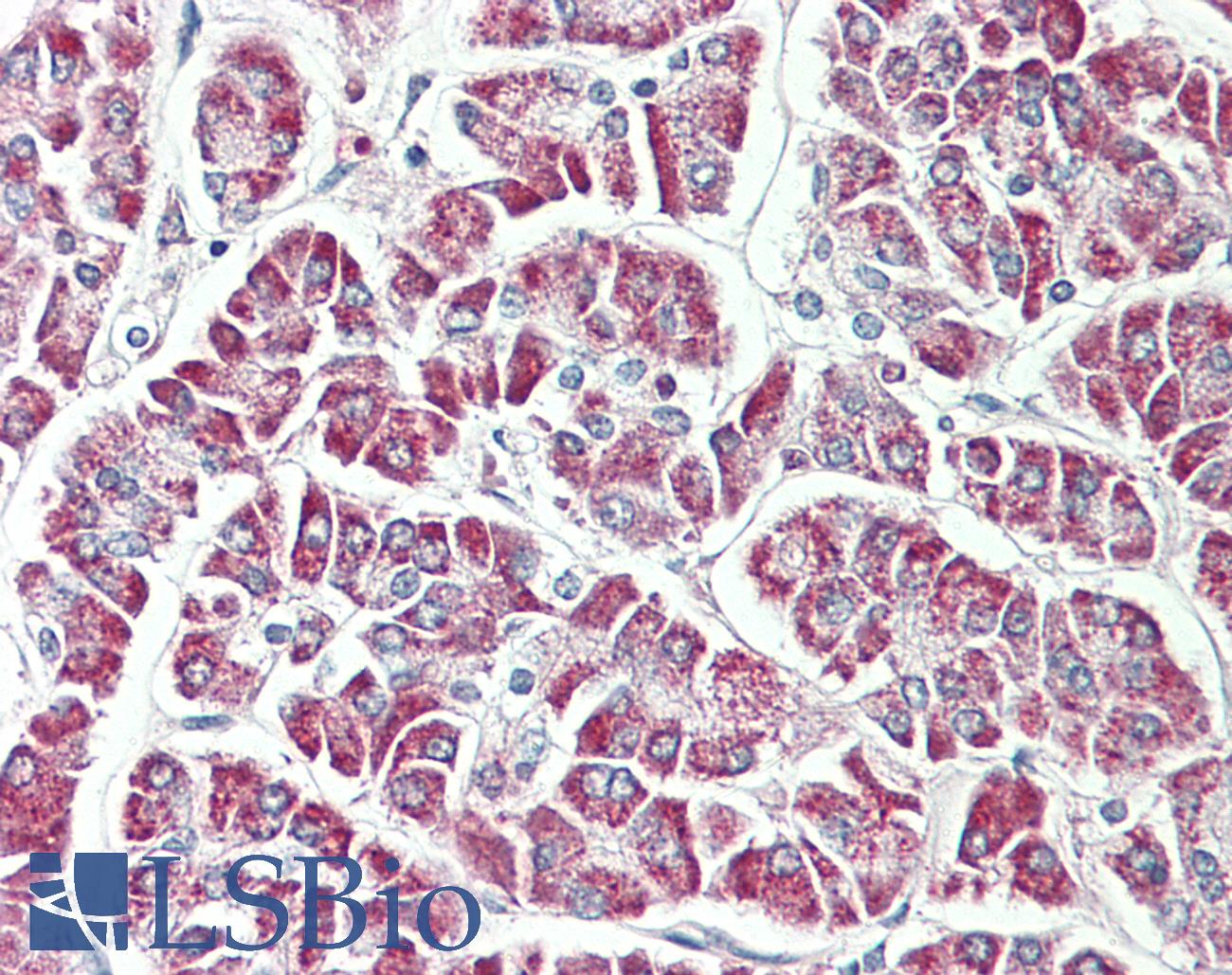 RPL17 / Ribosomal Protein L17 Antibody - Anti-RPL17 / L17 antibody IHC staining of human pancreas. Immunohistochemistry of formalin-fixed, paraffin-embedded tissue after heat-induced antigen retrieval. Antibody concentration 20 ug/ml. This image was taken for the unconjugated form of this product. Other forms have not been tested.