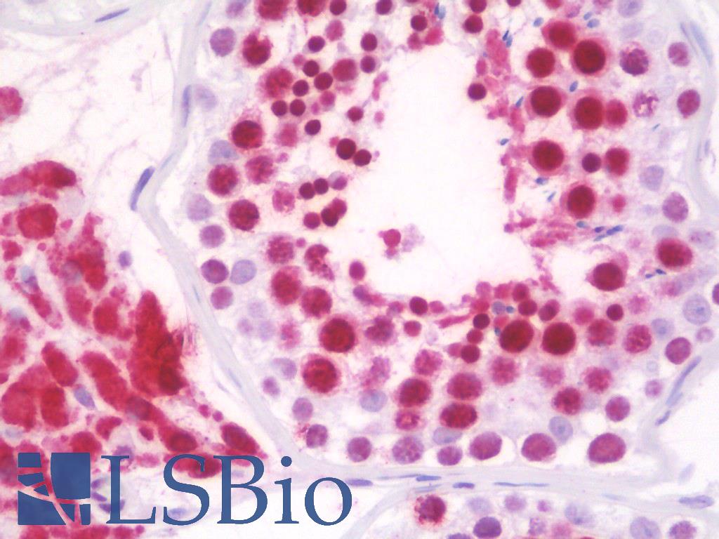 RPL18 / Ribosomal Protein L18 Antibody - Anti-RPL18 antibody IHC staining of human testis. Immunohistochemistry of formalin-fixed, paraffin-embedded tissue after heat-induced antigen retrieval. Antibody dilution 1:100.