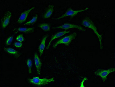 RPL27 / Ribosomal Protein L27 Antibody - Immunofluorescent analysis of Hela cells using RPL27 Antibody at dilution of 1:100 and Alexa Fluor 488-congugated AffiniPure Goat Anti-Rabbit IgG(H+L)