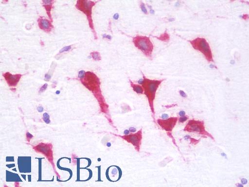 RPL28 / Ribosomal Protein L28 Antibody - Anti-RPL28 antibody IHC staining of human brain, cortex. Immunohistochemistry of formalin-fixed, paraffin-embedded tissue after heat-induced antigen retrieval. Antibody dilution 1:100.