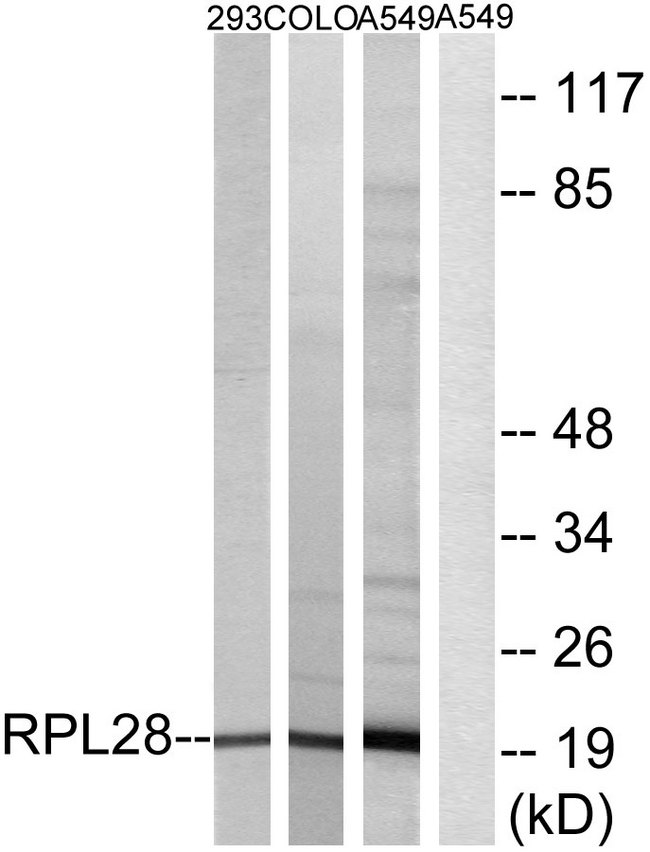 RPL28 / Ribosomal Protein L28 Antibody - Western blot analysis of lysates from A549, 293, and COLO cells, using RPL28 Antibody. The lane on the right is blocked with the synthesized peptide.