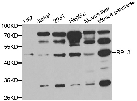 RPL3 / Ribosomal Protein L3 Antibody - Western blot of extracts of various cell lines, using RPL3 antibody.