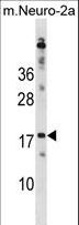 RPL30 / Ribosomal Protein L30 Antibody - RPL30 Antibody western blot of mouse Neuro-2a cell line lysates (35 ug/lane). The RPL30 antibody detected the RPL30 protein (arrow).