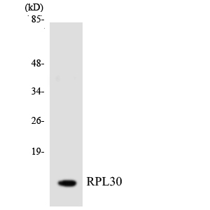 RPL30 / Ribosomal Protein L30 Antibody - Western blot analysis of the lysates from HT-29 cells using RPL30 antibody.