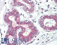 RPL31 / Ribosomal Protein L31 Antibody - Anti-RPL31 antibody IHC of human breast. Immunohistochemistry of formalin-fixed, paraffin-embedded tissue after heat-induced antigen retrieval. Antibody dilution 5 ug/ml.