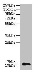 RPL36AL Antibody - Western blot All Lane: 60S ribosomal protein L36a-like antibody at 2µg/ml + 293T whole cell lysate Secondary Goat polyclonal to rabbit IgG at 1/15000 dilution Predicted band size: 12 kDa Observed band size: 12 kDa