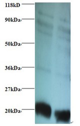 RPL36AL Antibody - Western blot of 60S ribosomal protein L36a-like antibody at 2 ug/ml. Lane 1: EC109whole cell lysate. Lane 2: 293T whole cell lysate. Secondary: Goat polyclonal to Rabbit IgG at 1:15000 dilution. Predicted band size: 12 kDa. Observed band size: 19 kDa.  This image was taken for the unconjugated form of this product. Other forms have not been tested.