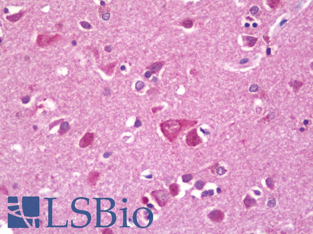 RPL38 / Ribosomal Protein L38 Antibody - Anti-RPL38 / L38 antibody IHC staining of human brain, cortex. Immunohistochemistry of formalin-fixed, paraffin-embedded tissue after heat-induced antigen retrieval. Antibody concentration 20 ug/ml. This image was taken for the unconjugated form of this product. Other forms have not been tested.