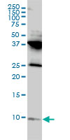 RPL39L Antibody - RPL39L monoclonal antibody, clone 4A8-1B6 Western blot of RPL39L expression in HL-60.
