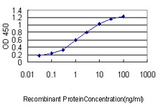 RPL39L Antibody - Detection limit for recombinant GST tagged RPL39L is approximately 0.1 ng/ml as a capture antibody.