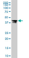 RPL4 / Ribosomal Protein L4 Antibody - RPL4 monoclonal antibody (M01), clone 4A3. Western Blot analysis of RPL4 expression in Raw 264.7.