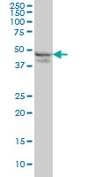 RPL4 / Ribosomal Protein L4 Antibody - RPL4 monoclonal antibody (M01), clone 4A3 Western Blot analysis of RPL4 expression in K-562.