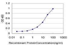 RPL4 / Ribosomal Protein L4 Antibody - Detection limit for recombinant GST tagged RPL4 is approximately 0.3 ng/ml as a capture antibody.
