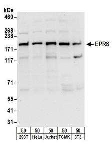 RPL5 / Ribosomal Protein L5 Antibody - Detection of human and mouse EPRS by western blot. Samples: Whole cell lysate (50 µg) from HEK293T, HeLa, Jurkat, mouse TCMK-1, and mouse NIH 3T3 cells. Antibodies: Affinity purified rabbit anti-EPRS antibody used for WB at 0.1 µg/ml. Detection: Chemiluminescence with an exposure time of 10 seconds.