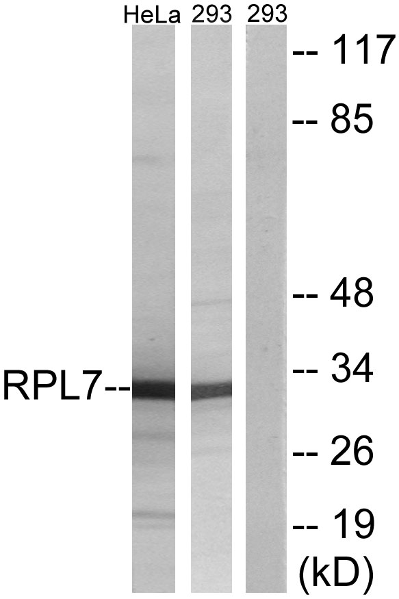RPL7 / Ribosomal Protein L7 Antibody - Western blot analysis of lysates from 293 and HeLa cells, using RPL7 Antibody. The lane on the right is blocked with the synthesized peptide.