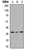 RPL7 / Ribosomal Protein L7 Antibody - Western blot analysis of RPL7 expression in HeLa (A); Jurkat (B); NIH3T3 (C) whole cell lysates.