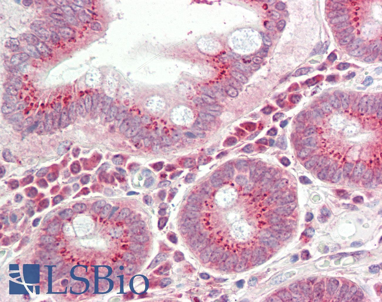 RPS12 / Ribosomal Protein S12 Antibody - Anti-RPS12 / S12 antibody IHC staining of human small intestine. Immunohistochemistry of formalin-fixed, paraffin-embedded tissue after heat-induced antigen retrieval.