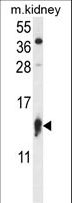 RPS12 / Ribosomal Protein S12 Antibody - RPS12 Antibody western blot of mouse kidney tissue lysates (35 ug/lane). The RPS12 antibody detected the RPS12 protein (arrow).