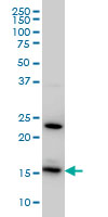 RPS17 / Ribosomal Protein S17 Antibody - RPS17 monoclonal antibody clone 2C7 Western blot of RPS17 expression in HeLa.