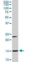 RPS17 / Ribosomal Protein S17 Antibody - RPS17 monoclonal antibody clone 2C7. Western blot of RPS17 expression in NIH/3T3.