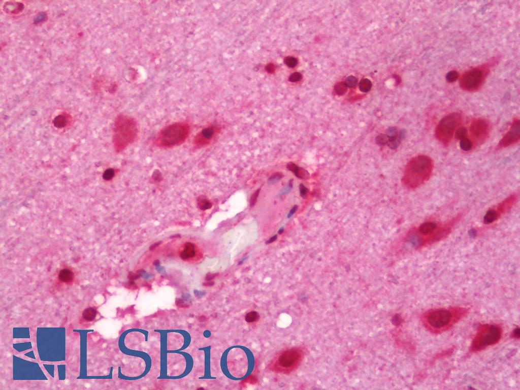 RPS19 / Ribosomal Protein S19 Antibody - Human Brain, Cortex: Formalin-Fixed, Paraffin-Embedded (FFPE)