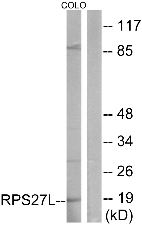 RPS27L Antibody - Western blot analysis of lysates from COLO cells, using RPS27L Antibody. The lane on the right is blocked with the synthesized peptide.