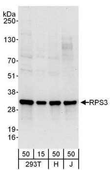 RPS3 / Ribosomal Protein S3 Antibody - Detection of Human RPS3 by Western Blot. Samples: Whole cell lysate from 293T (15 and 50 ug), HeLa (H; 50 ug), and Jurkat (J; 50 ug) cells. Antibodies: Affinity purified rabbit anti-RPS3 antibody used for WB at 0.1 ug/ml. Detection: Chemiluminescence with an exposure time of 10 seconds.