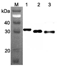 RPS3 / Ribosomal Protein S3 Antibody - Western blot analysis using anti-Ribosomal Protein S3 (human), mAb (RP159-1) at 1:500 dilution. 1: Human RPS3. 2: HepG2 cell lysate (70 ug). 3: HEK 293 cell lysate (70 ug).