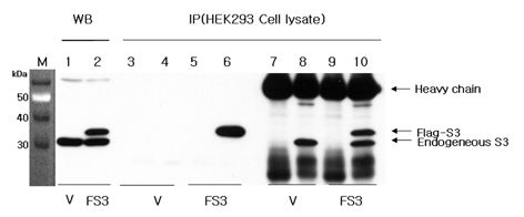 RPS3 / Ribosomal Protein S3 Antibody - Western blot analysis using anti-RPS3 (human), pAb at 1:1000 dilution. 1: Vector alone-transfected HEK 293 cell lysate (V). 2: RPS3 (FLAG-tagged)-transfected HEK 293 cell lysate (FS3).