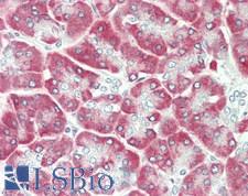 RPS6 / Ribosomal Protein S6 Antibody - Human Pancreas: Formalin-Fixed, Paraffin-Embedded (FFPE)