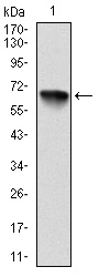 RPS6KA3 / RSK2 Antibody - Western blot using RSK2 monoclonal antibody against human RSK2 (AA: 1-212) recombinant protein. (Expected MW is 49.7 kDa)