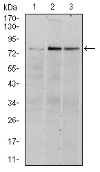 RPS6KA3 / RSK2 Antibody - Western blot using RSK2 mouse monoclonal antibody against HeLa (1), MCF-7 (2), and HepG2 (3) cell lysate.