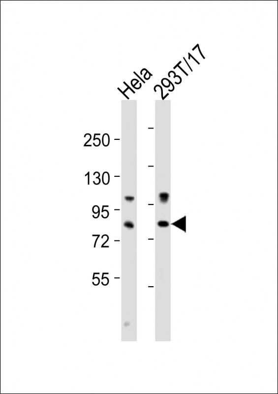 RPS6KA4 / MSK2 / RSK-B Antibody - All lanes : Anti-RPS6KA4 Antibody at 1:2000 dilution Lane 1: HeLa whole cell lysates Lane 2: 293T/17 whole cell lysates Lysates/proteins at 20 ug per lane. Secondary Goat Anti-Rabbit IgG, (H+L), Peroxidase conjugated at 1/10000 dilution Predicted band size : 86 kDa Blocking/Dilution buffer: 5% NFDM/TBST.