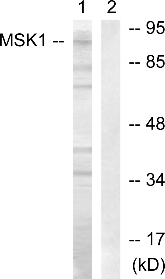 RPS6KA5 / MSK1 Antibody - Western blot analysis of lysates from COS7 cells, treated with Sorbitol 0.4M 30', using MSK1 Antibody. The lane on the right is blocked with the synthesized peptide.