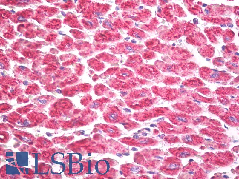 RPS6KA5 / MSK1 Antibody - Anti-RPS6KA5 / MSK1 antibody IHC of human heart. Immunohistochemistry of formalin-fixed, paraffin-embedded tissue after heat-induced antigen retrieval. Antibody dilution 5 ug/ml.