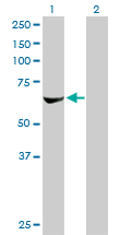 RPS6KB2 / S6K2 Antibody - Western Blot analysis of RPS6KB2 expression in transfected 293T cell line by RPS6KB2 monoclonal antibody (M08), clone 4B11.Lane 1: RPS6KB2 transfected lysate(53.4 KDa).Lane 2: Non-transfected lysate.