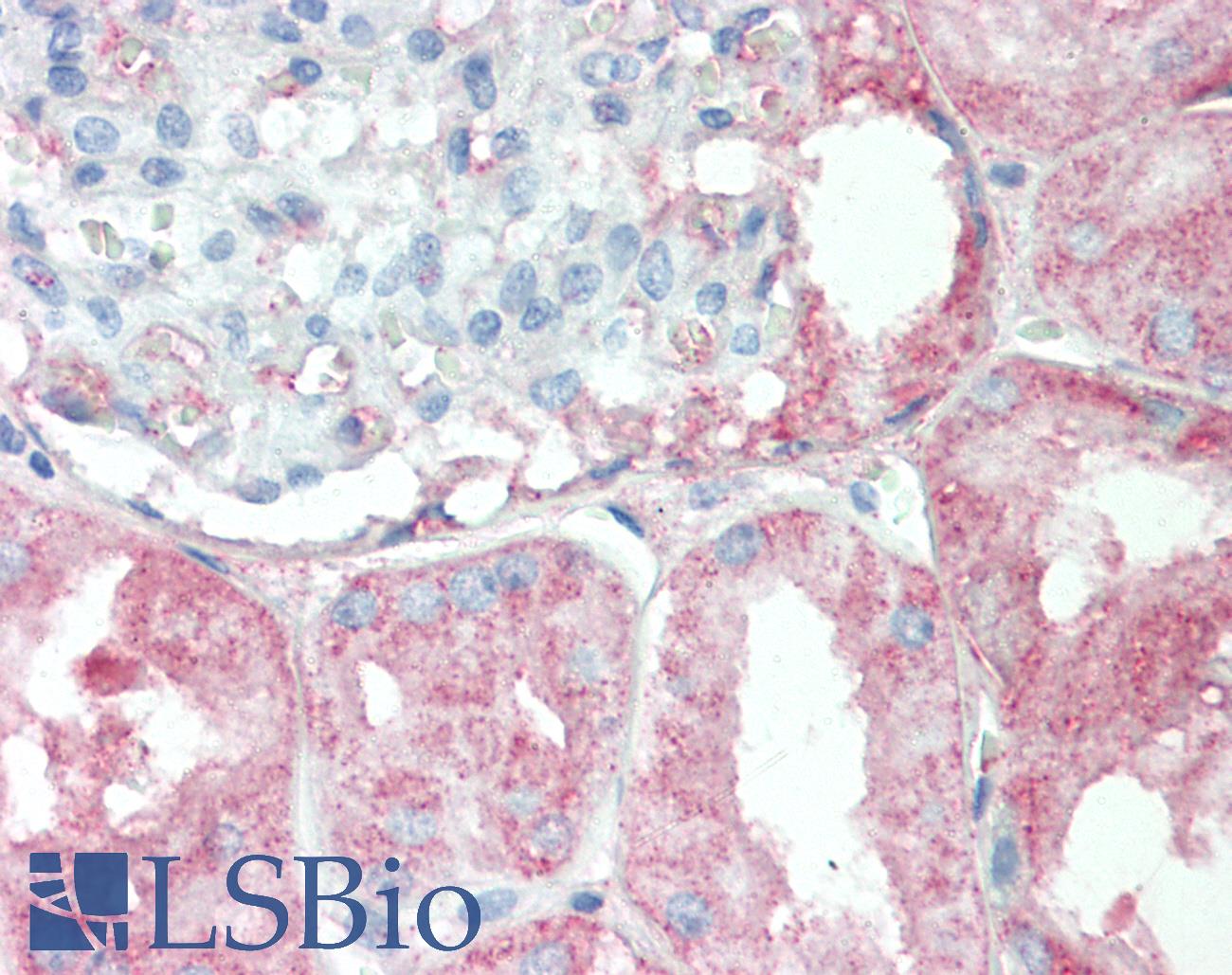 RPS6KC1 Antibody - Anti-RPS6KC1 antibody IHC staining of human kidney. Immunohistochemistry of formalin-fixed, paraffin-embedded tissue after heat-induced antigen retrieval.