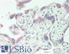 RPS8 / Ribosomal Protein S8 Antibody - Human Placenta: Formalin-Fixed, Paraffin-Embedded (FFPE)